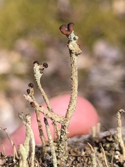 Cladonia rei
