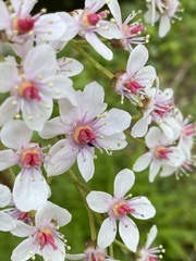 Darmera peltata