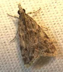 Scoparia basalis