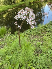 Darmera peltata