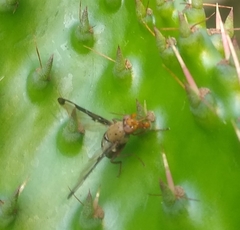 Diacrita
