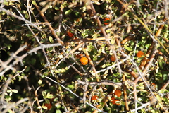 Coprosma rigida