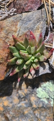 Dudleya pauciflora