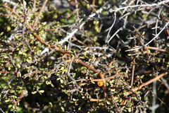 Coprosma rigida
