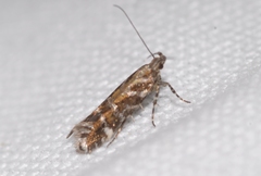 Aristotelia ericinella