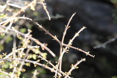 Coprosma rigida