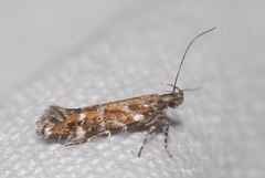 Aristotelia ericinella