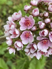 Darmera peltata