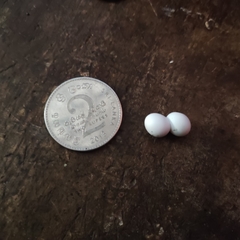 Hemidactylus parvimaculatus