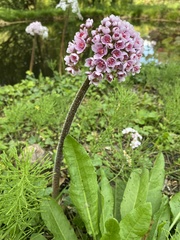 Darmera peltata