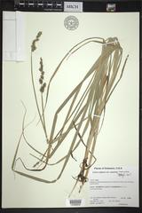 Carex stipata maxima