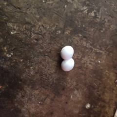 Hemidactylus parvimaculatus