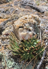 Dudleya pauciflora