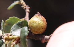 Disholcaspis simulata