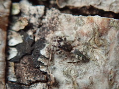 Salticus zebraneus