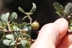 Disholcaspis simulata