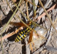 Polistes dominula