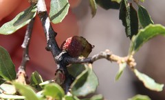 Disholcaspis simulata