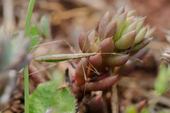 Neides aduncus