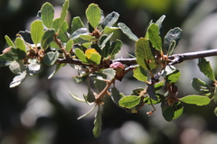 Disholcaspis simulata