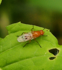 Dryomyza
