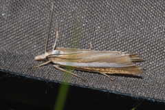 Catoptria bolivari