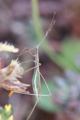 Neides aduncus