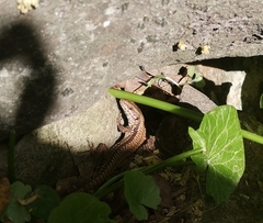Podarcis muralis breviceps