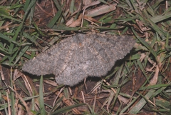 Gnophos obfuscata