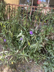 Ruellia