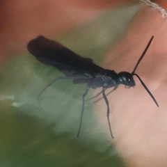 Phylloecus trimaculatus