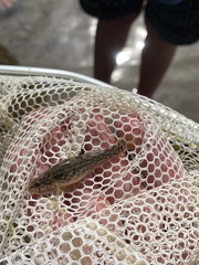 Etheostoma crossopterum