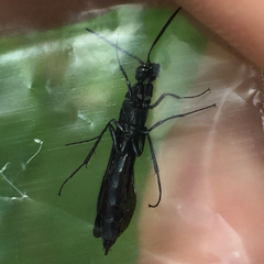 Phylloecus trimaculatus