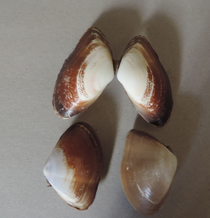 Iphigenia brasiliensis