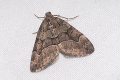 Thera cognata