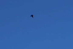 Pyrrhocorax graculus