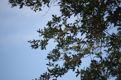 Myiarchus crinitus image