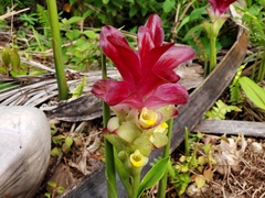 Curcuma