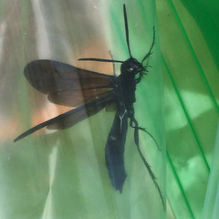 Phylloecus trimaculatus