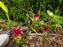 Curcuma