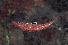 Bodianus dictynna