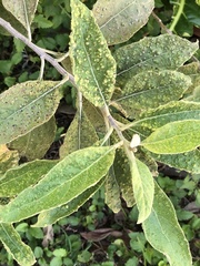 Eriophyes plucheae