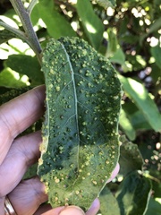 Eriophyes plucheae
