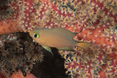 Pycnochromis atripes