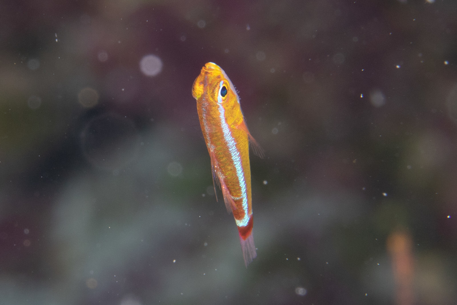 Mary's Pygmygoby photo 5