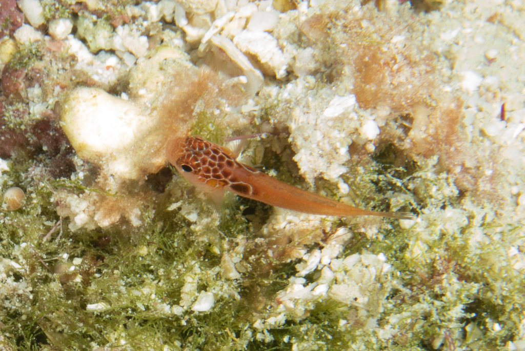 Bullseye Pygmygoby