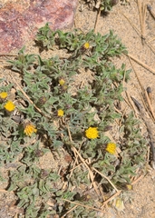 Heterotheca brandegei