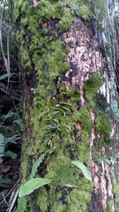 Pyrrosia linearifolia