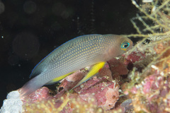Thread-Finned Dottyback photo 4