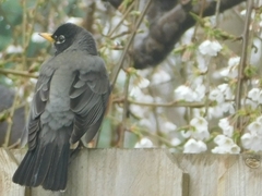 Turdus migratorius